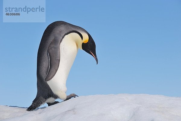 Antarktis  Antarktische Halbinsel  Kaiserpinguin beim Klettern auf Schneehügelinsel