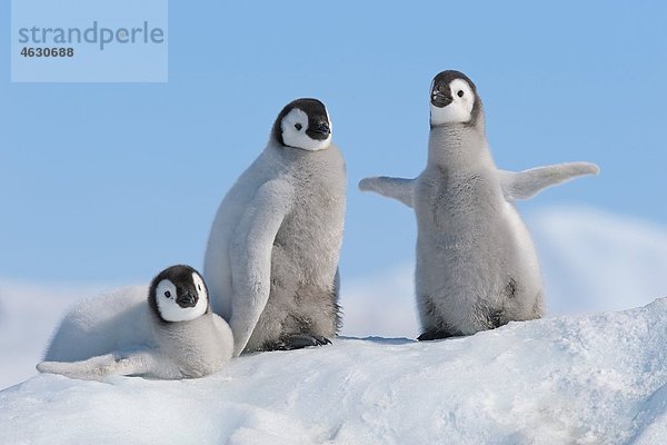 Antarktis  Antarktische Halbinsel  Kaiserpinguinküken auf Schneehügelinsel