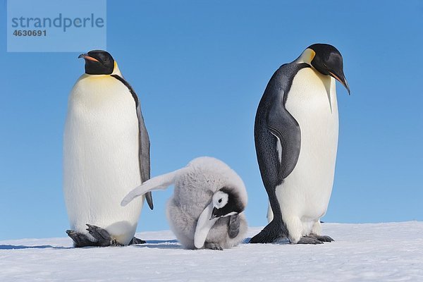 Antarktis  Antarktische Halbinsel  Kaiserpinguine mit Küken auf Schneehügelinsel