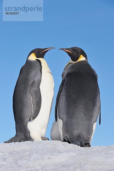 Antarktis  Antarktische Halbinsel  Kaiserpinguine stehen auf einer Schneehügelinsel