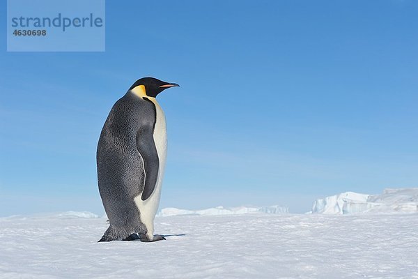 Antarktis  Antarktische Halbinsel  Kaiserpinguin beim Wandern auf der Schneehügelinsel
