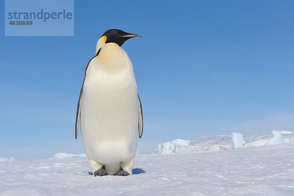 Antarktis  Antarktische Halbinsel  Kaiserpinguin auf Schneehügelinsel stehend