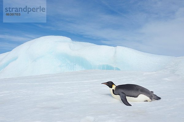 Antarktis  Antarktische Halbinsel  Kaiserpinguine auf Schneehügelinsel liegend