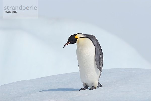Antarktis  Antarktische Halbinsel  Kaiserpinguine stehen auf einer Schneehügelinsel