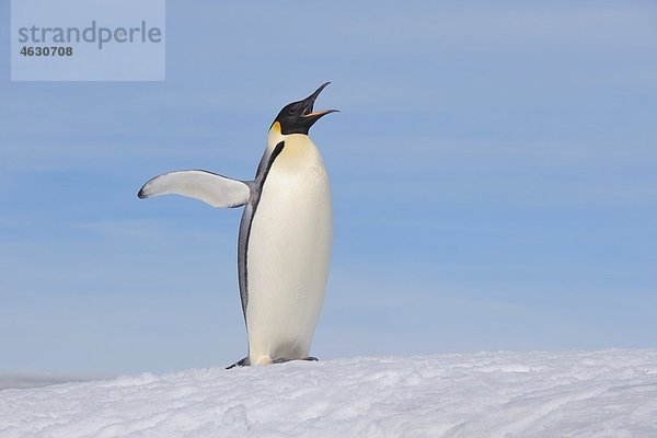 Antarktis  Antarktische Halbinsel  Kaiserpinguin stehend mit ausgebreiteten Flügeln auf Schneehügelinsel
