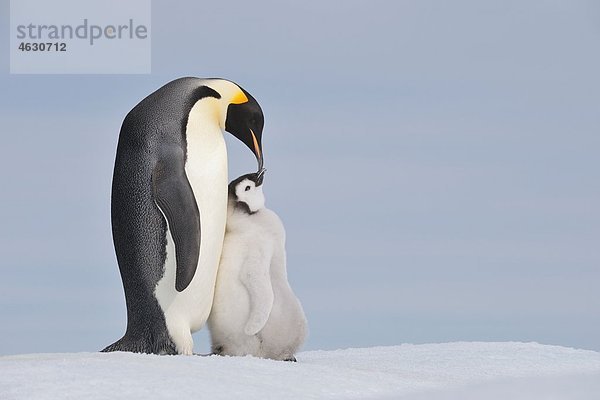 Antarktis  Antarktische Halbinsel  Kaiserpinguin mit Küken auf Schneehügelinsel
