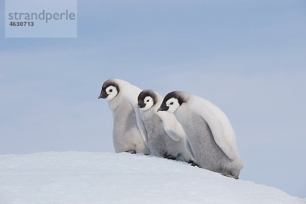 Antarktis  Antarktische Halbinsel  Kaiserpinguinküken auf Schneehügelinsel