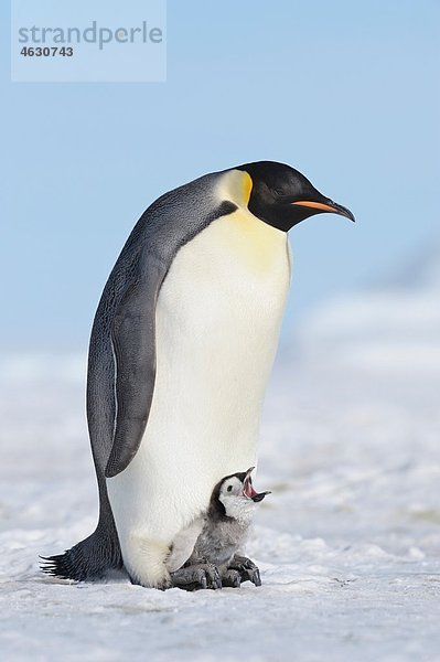 Antarktis  Antarktische Halbinsel  Kaiserpinguin mit Küken auf Schneehügelinsel