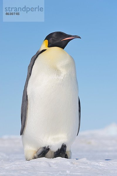 Antarktis  Antarktische Halbinsel  Kaiserpinguin auf Schneehügelinsel stehend