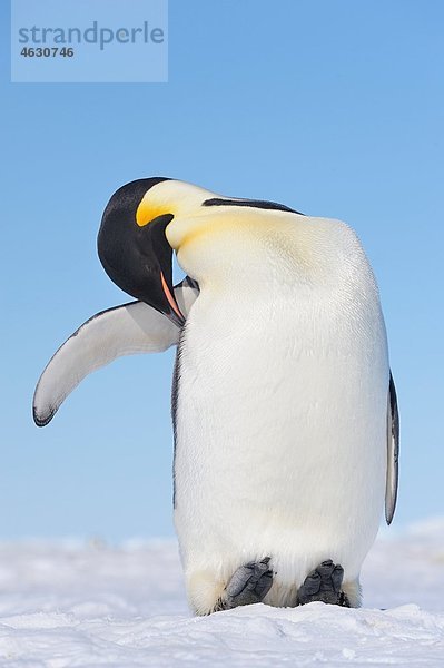 Antarktis  Antarktische Halbinsel  Kaiserpinguin auf Schneehügelinsel