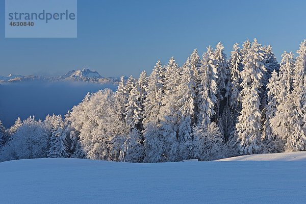 Europa  Schweiz  Kanton Zug  Schneebedeckte Waldbäume mit Berg im Hintergrund