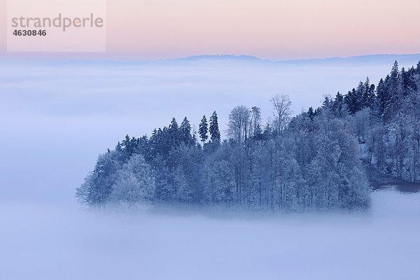 Europa  Schweiz  Kanton Bern  Blick auf Hügel mit Wald im Morgengrauen
