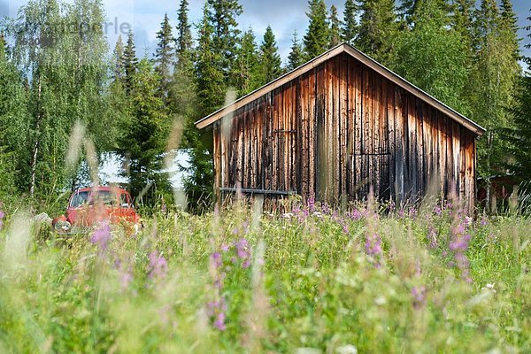Schweden  Lappland  Blick auf alte Scheune in einer Blumenwiese in Kvikkjokk