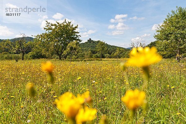 Deutschland  Rheinland-Pfalz  Pfalz  Blick auf Blumen- und Drachenfelsruine im Pfälzerwald