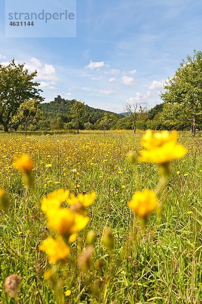 Deutschland  Rheinland-Pfalz  Pfalz  Blick auf Blumen- und Drachenfelsruine im Pfälzerwald