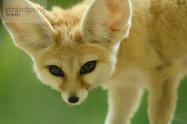 Wüstenfuchs  Fennecus zerda