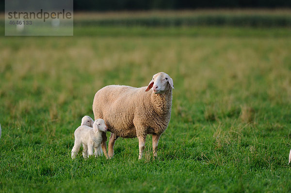 Schafe auf der Wiese