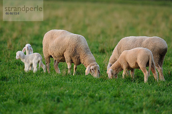 Schafe auf der Wiese