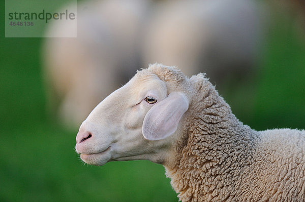 Schafe auf der Wiese