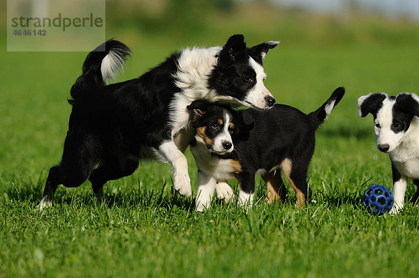 Drei Border Collies