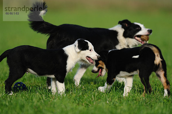 Drei Border Collies