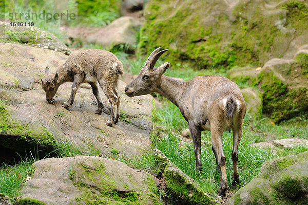 Alpensteinbock  Capra ibex ibex