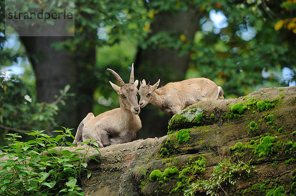 Alpensteinbock  Capra ibex ibex