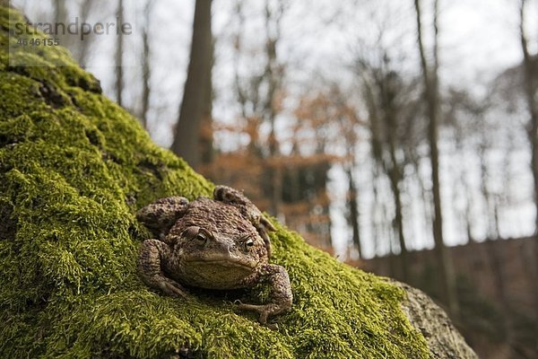 Erdkröte  Bufo bufo