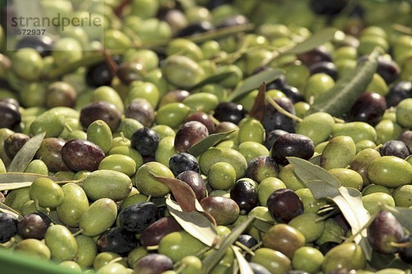 Oliven (bildfüllend)  Perugia  Umbrien  Italien
