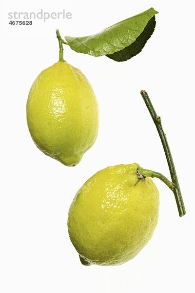 Zwei Zitronen mit Zweig und Blatt