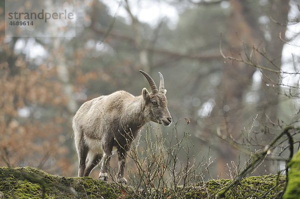 Stehender Alpensteinbock