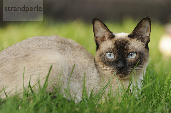 Siamkatze liegt auf einer Wiese