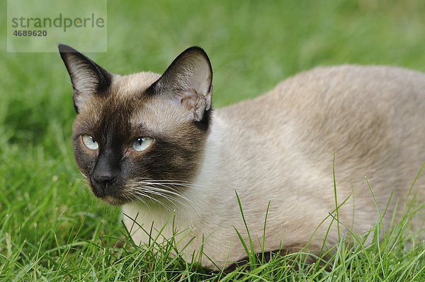 Siamkatze liegt auf einer Wiese