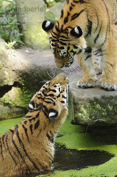 Zwei Sibirische Tiger