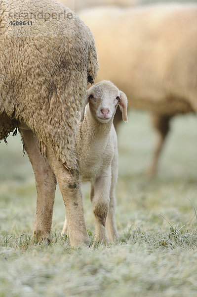 Lamm neben ausgewachsenem Schaf auf einer Wiese