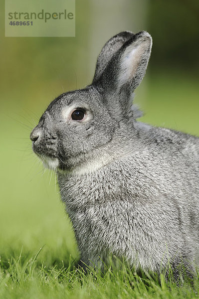 Junges Chinchillakaninchen auf einer Wiese