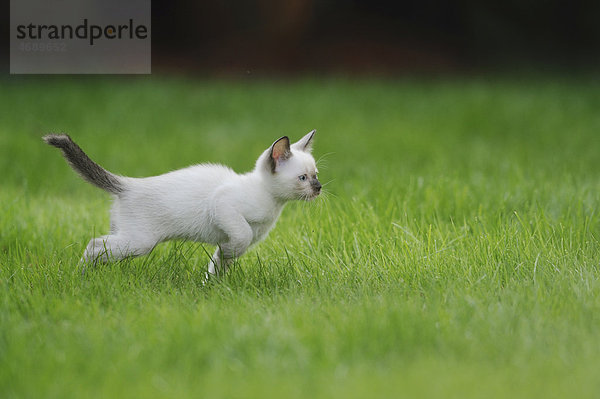 Junge Siamkatze rennt auf einer Wiese