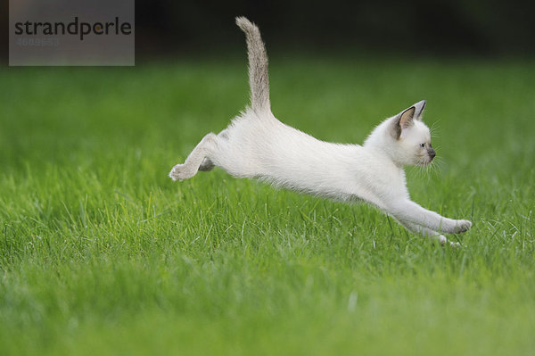 Junge Siamkatze springt auf einer Wiese