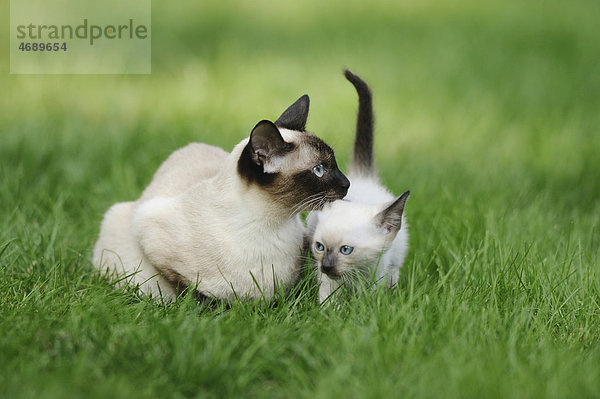 Ausgewachsene und junge Siamkatze auf einer Wiese