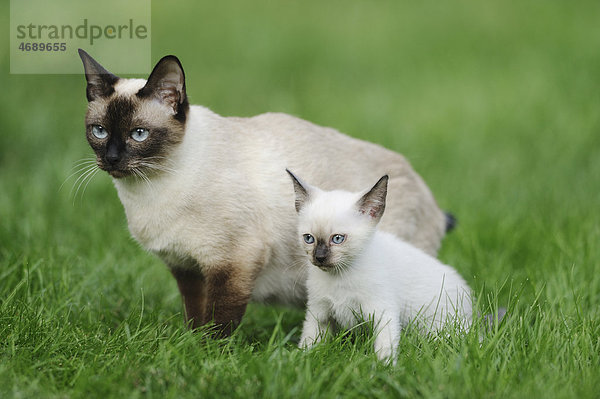 Ausgewachsene und junge Siamkatze sitzen auf einer Wiese