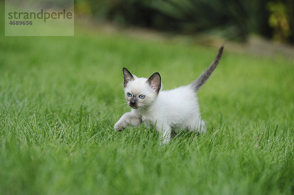 Junge Siamkatze schleicht auf einer Wiese