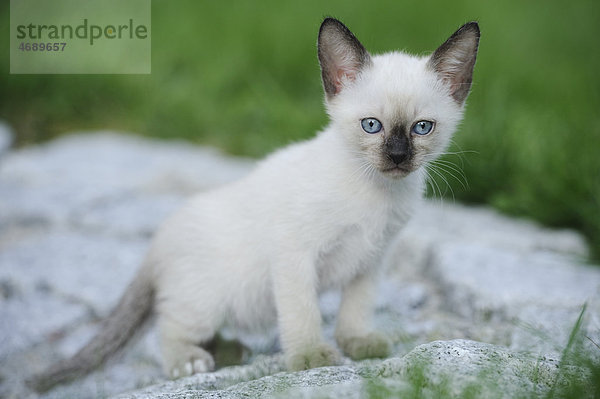 Junge Siamkatze