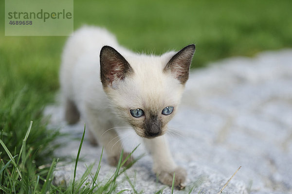 Junge Siamkatze schleicht auf einem Weg