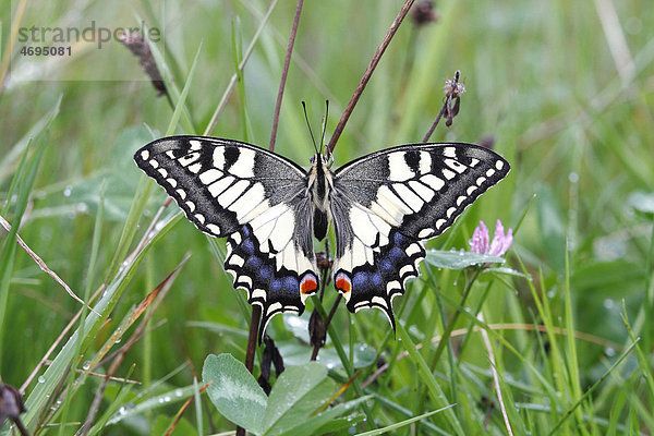 Schwalbenschwanz (Papilio machaon)  in einer Wiese sitzend