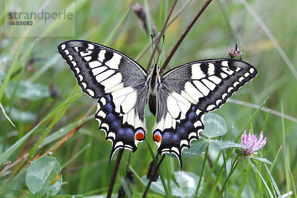 Schwalbenschwanz (Papilio machaon)  in einer Wiese sitzend
