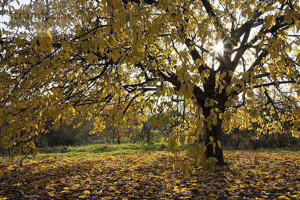 Kirschbaum im Herbst  Pfalz  Rheinland-Pfalz  Deutschland  Europa