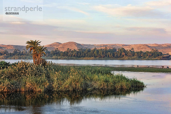 Insel im Nil im Morgenlicht  ƒgypten  Afrika