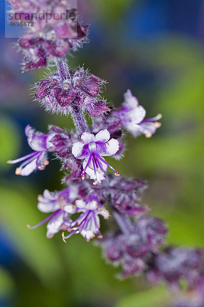 Violette Blüten des Ararat-Basilikum (Ocimum basilicum)