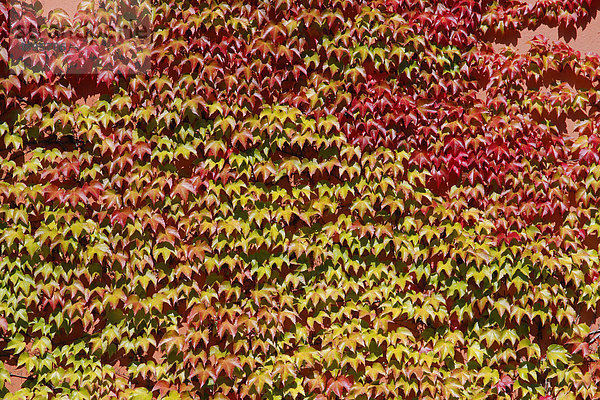 Dreispitzige Jungfernrebe (Parthenocissus tricuspidata)  Herbst