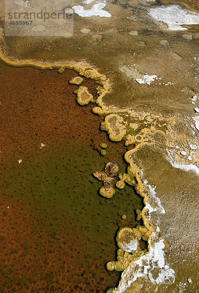 Detail der Verfärbungen durch Bakterien und Algen an einem Geysir  Geyser Hill  Old Faithful Area  Yellowstone Nationalpark  Wyoming  USA
